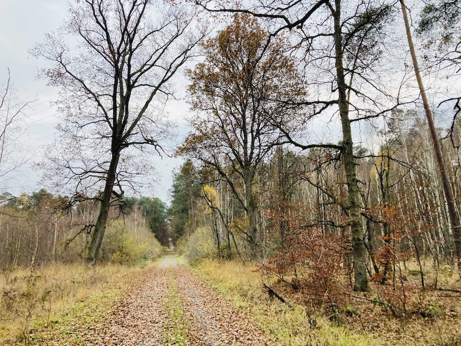 Ausdgedünnter Herbstwald mit Pfad für Spaziergänger