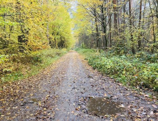 Waldweg im Herbst mit Regenpfütze