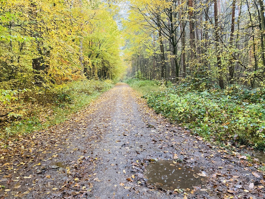 Waldweg im Herbst mit Regenpfütze