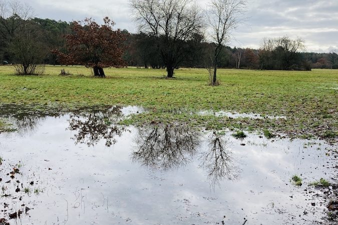 Baumspiegelung in einer Wasserlache auf dem Feld