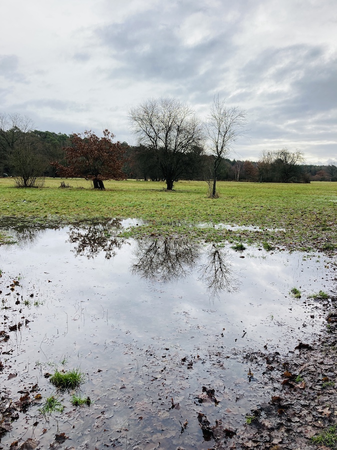 Baumspiegelung in einer Wasserlache auf dem Feld
